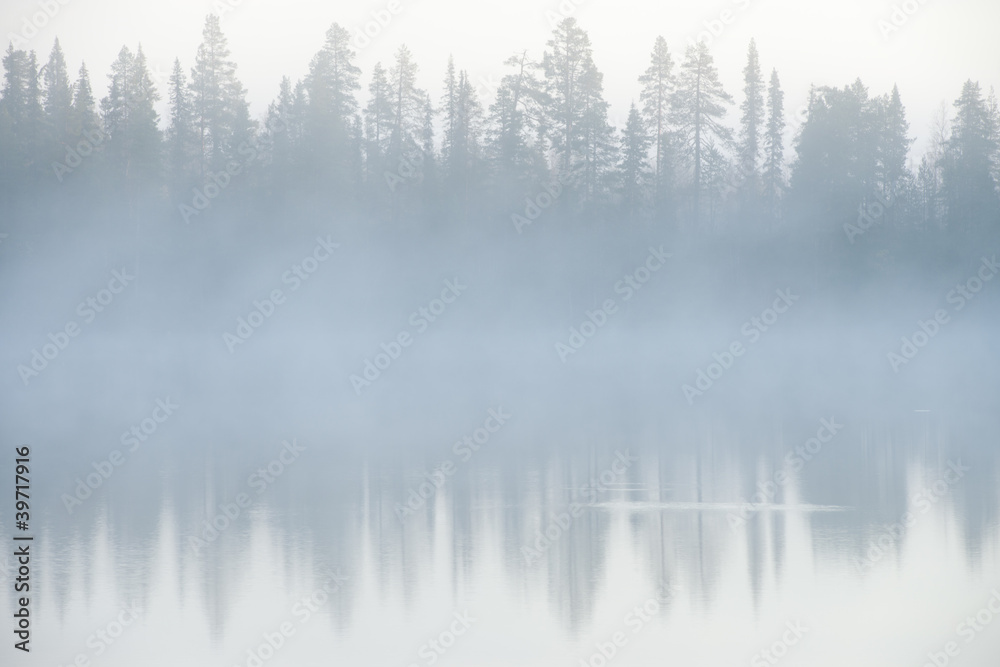 Forest and fog Forest and fog