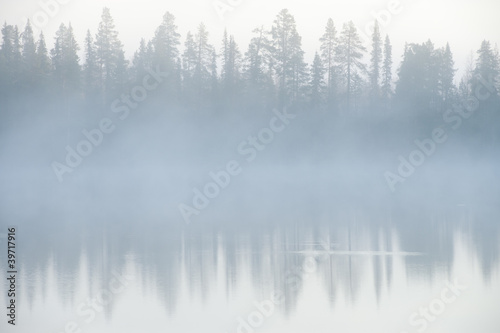 Forest and fog