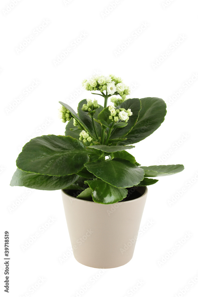 Kalanchoe Kalanchoe
