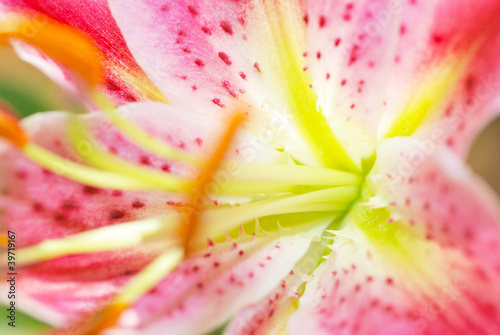Pink lily close up
