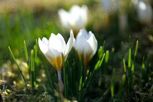 crocus flower in early spring