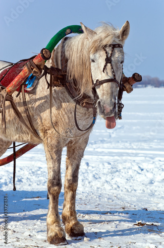 Horse at the bank of a frozen river in Russia