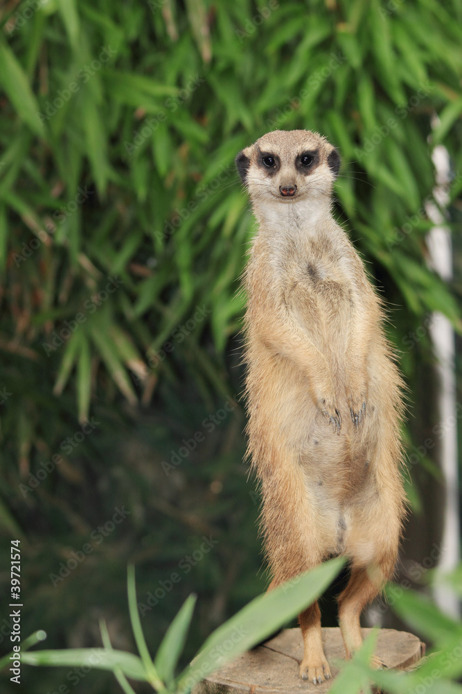 erdmännchen erdmännchen