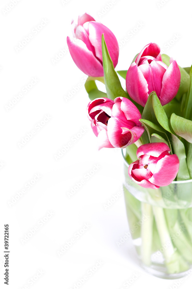 pink tulips and empty space pink tulips and empty space