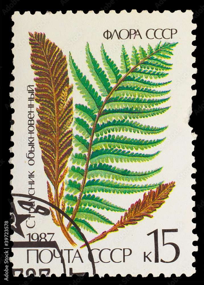 USSR - CIRCA 1987: A stamp printed in USSR shows Matteuccia Comm USSR - CIRCA 1987: A stamp printed in USSR shows Matteuccia Comm