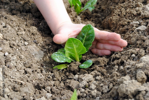 kid hand with seedlings in the garden