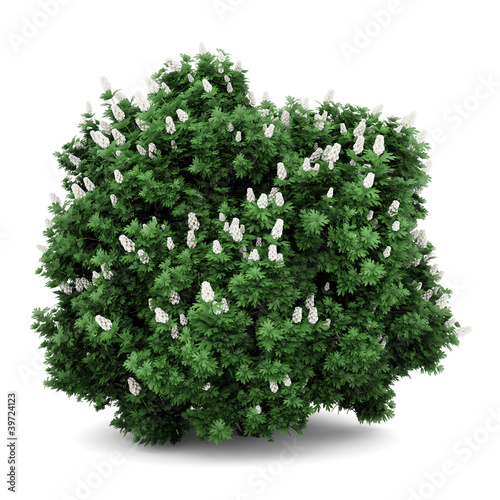 oakleaf hydrangea bush isolated on white background photo
