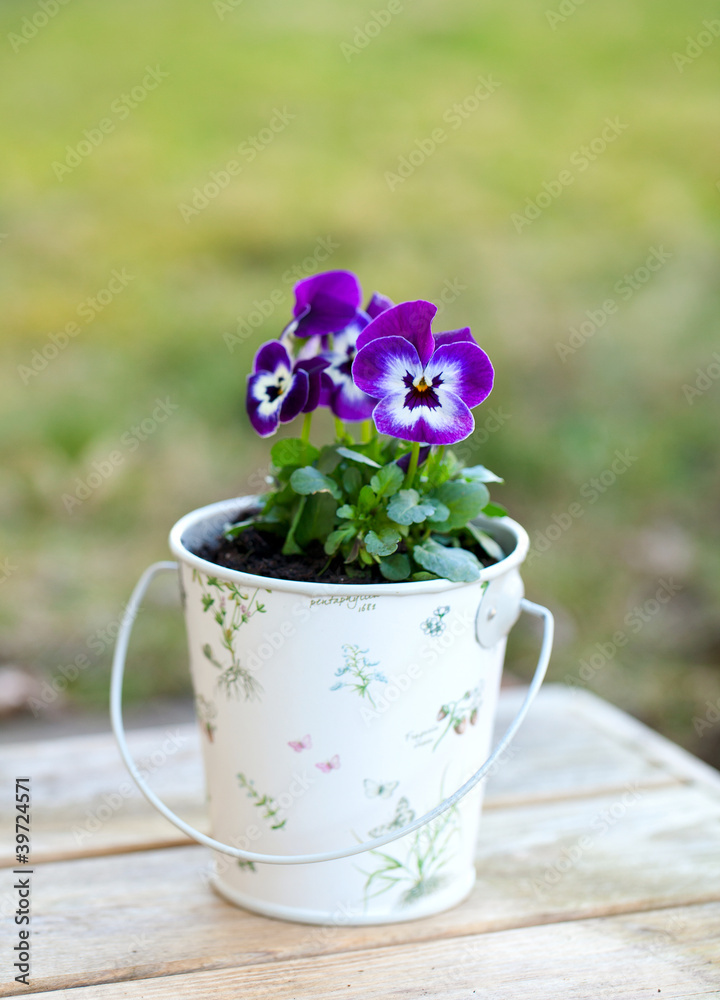Violet pansies in a romantic bucket in the garden Violet pansies in a romantic bucket in the garden