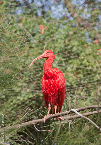 Scarlet ibis (Eudocimus Ruber)