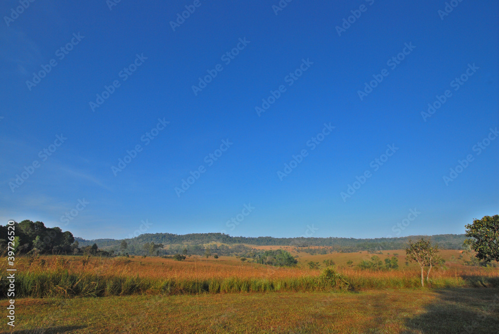 Landscape of blue sky and  grass