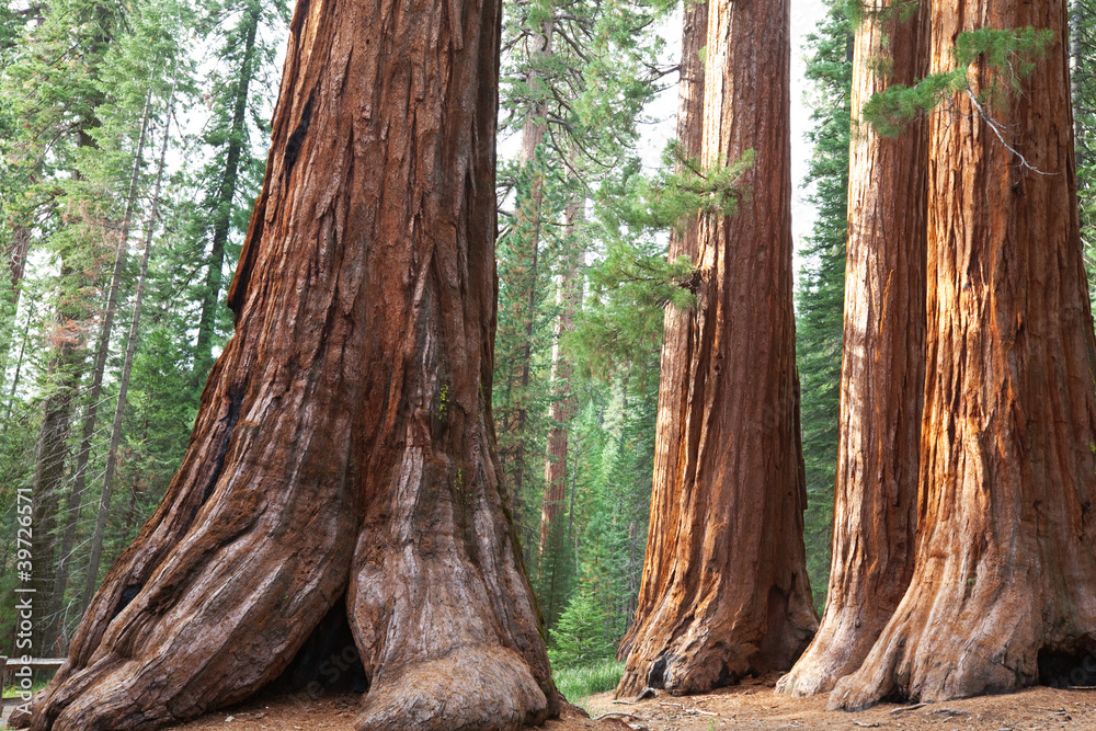 Fototapeta premium Sequoia