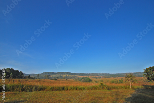 Landscape of blue sky and grass