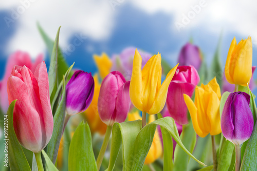Tulips - beautiful spring flowers