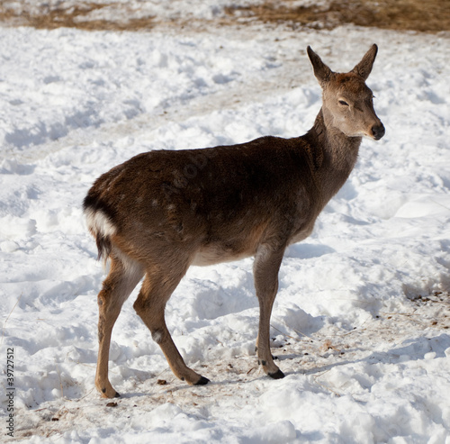 Female of  deer photo