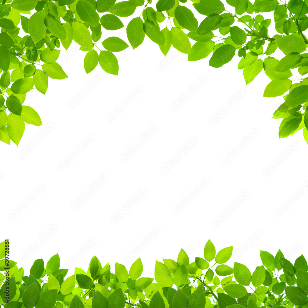 green leaves border on white background