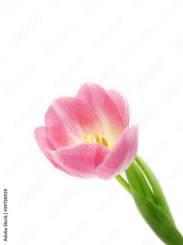 künstlerische Tulpe (Tulipa), 56, Close-up,