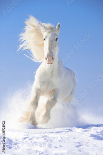 Naklejka Biały koń ogier biegnie galop z przodu skupić