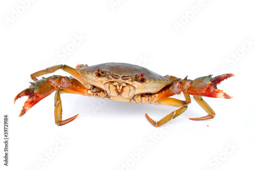 Fresh Raw Crab .