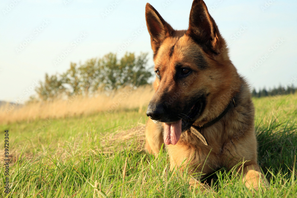 Portrait of a beautiful german shepherd or alsatian dog lying in the grass  and observation.