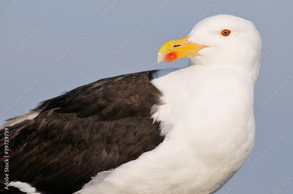 Portrait Great Black-backed Gull (Larus marinus) Portrait Great Black-backed Gull (Larus marinus)