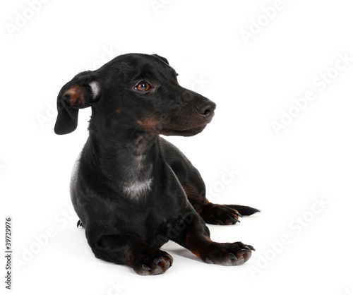 black little dachshund dog isolated on white © Africa Studio