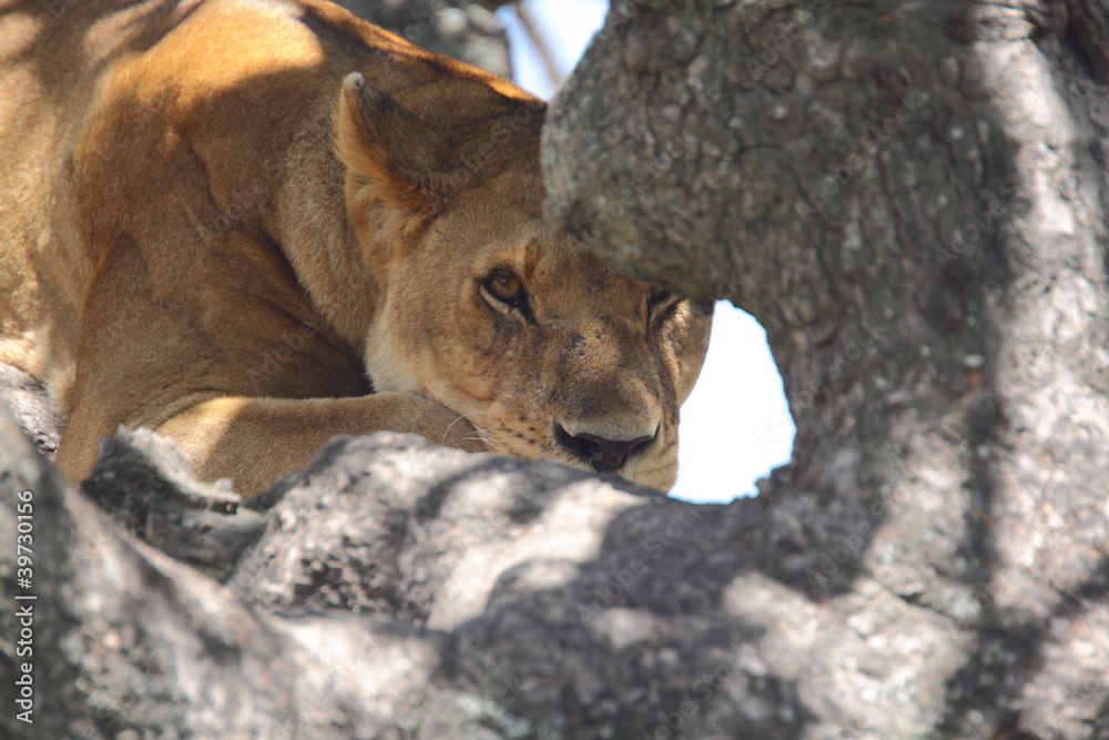 Obraz premium lioness resting on tree