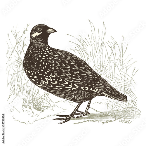 Perdrix ( francolinus vulgaris )