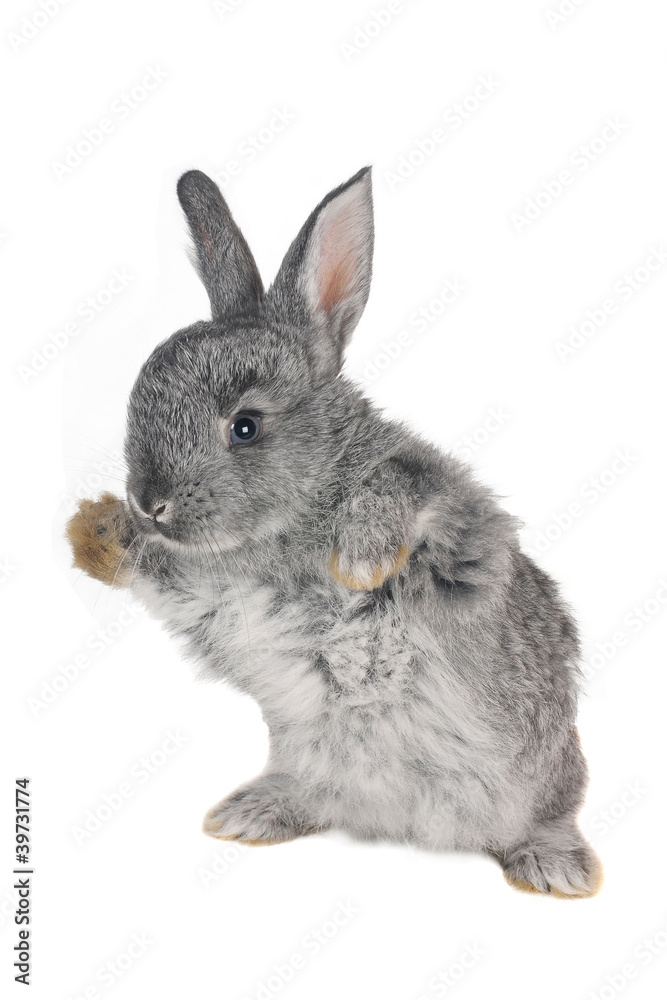 Obraz premium Gray rabbit