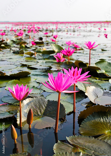 The Lake of water lily, Udo...