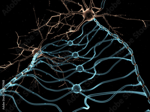 Neuron Oligodendrocytes