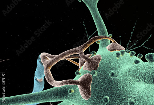 Neuron close_up