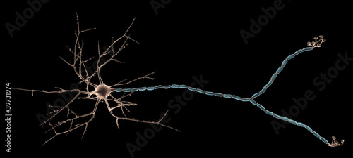 Multipolar neuron photo
