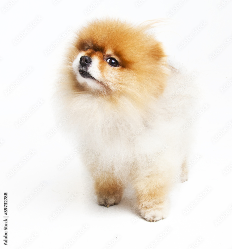 Pomeranian in a studio Pomeranian in a studio