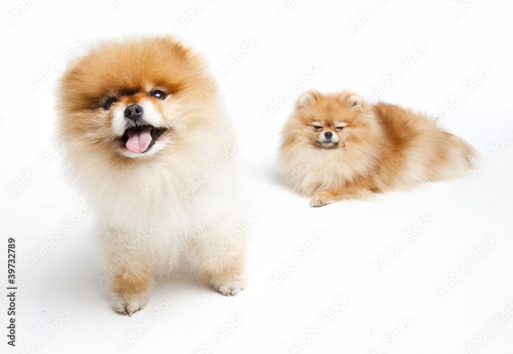 Two Pomeranian in a Studio Two Pomeranian in a Studio