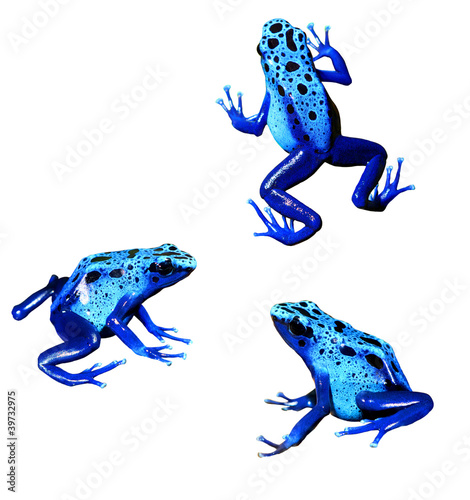 colorful blue frog Dendrobates tinctorius isolated