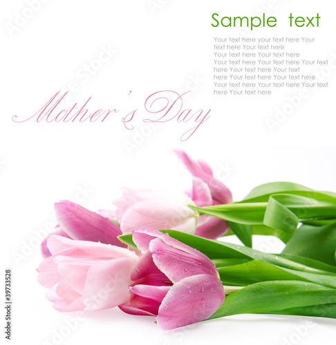 tulip flowers isolated on white