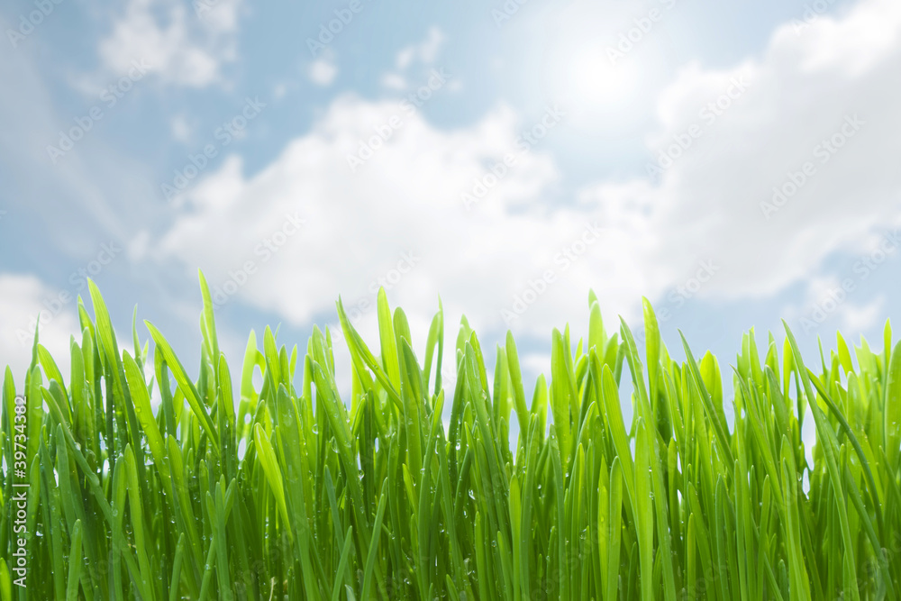 Green grass against blue sky Green grass against blue sky