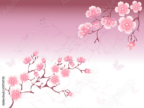 Cherry Blossoms Background