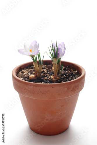 Crocus flowers in flowerpot