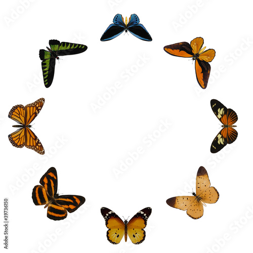 butterflies circle