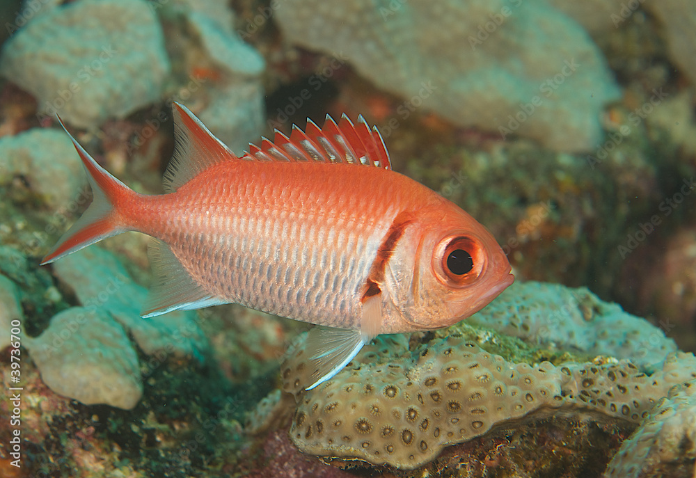 Close up of a Soldier Bar Cardinal Fish Close up of a Soldier Bar Cardinal Fish