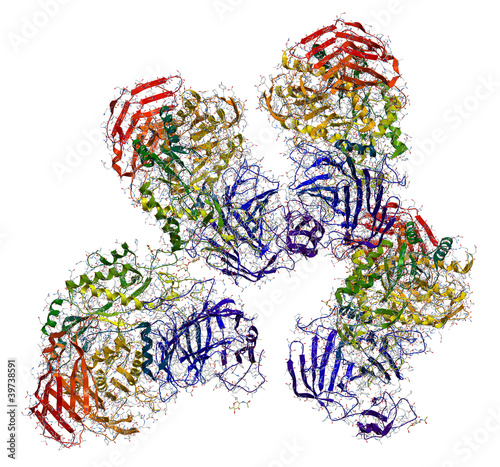 Sucrase-isomaltase enzyme structure photo