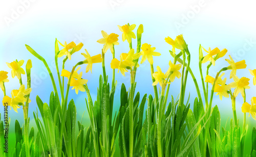 Narcissus and daffodil on a blue sky