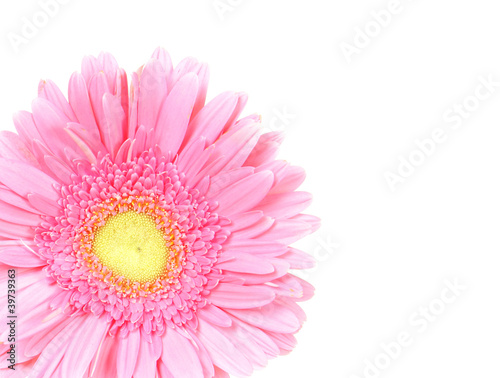 Flower pink gerbera isolated