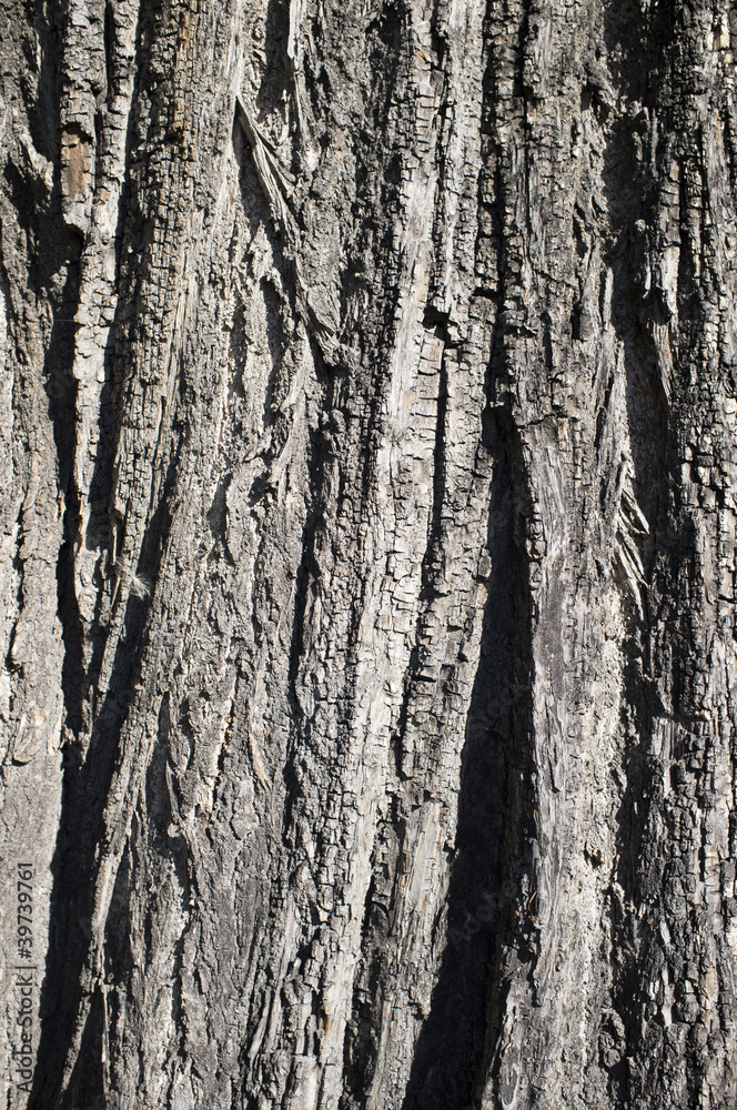 Obraz premium Baumrinde