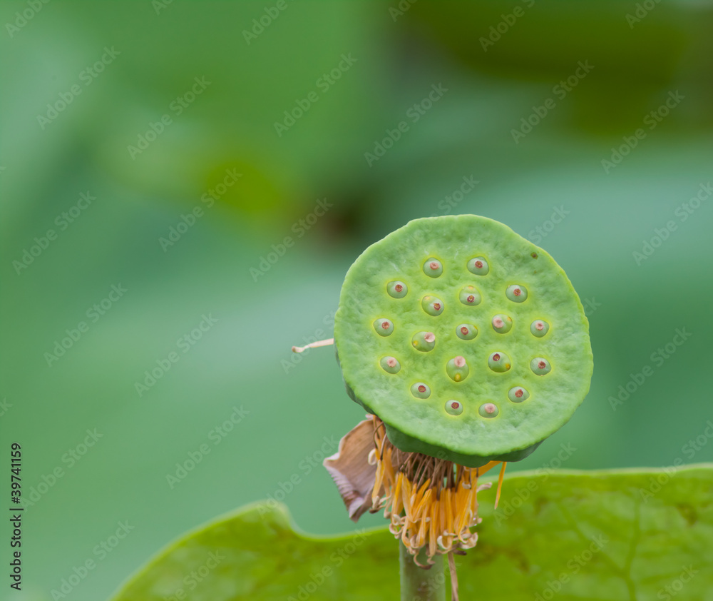beautiful lotus with water beautiful lotus with water