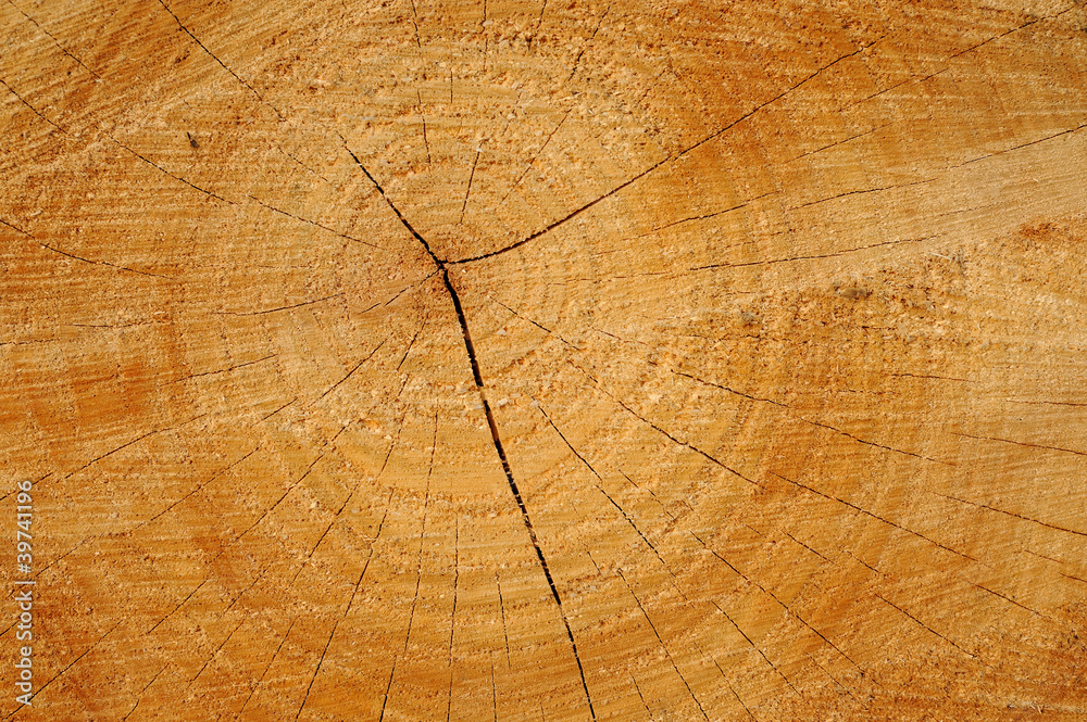 Fototapeta premium sawn wood texture.