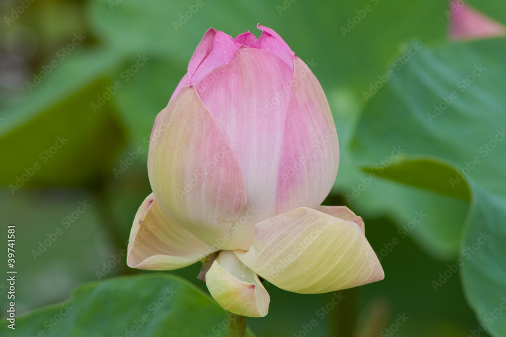 beautiful lotus with water