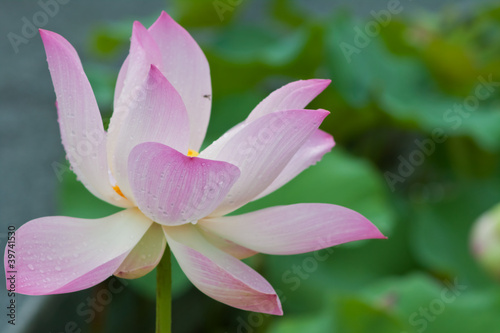 beautiful lotus with water