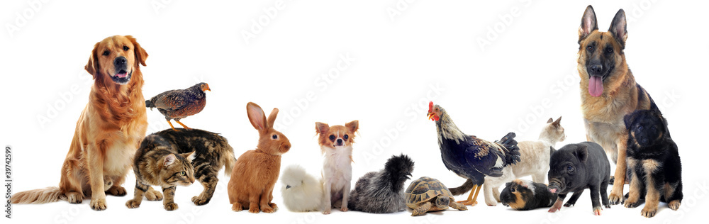 Obraz premium grupa zwierząt domowych
